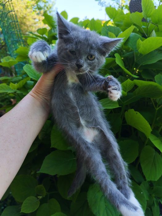 Отдам котят в добрые руки