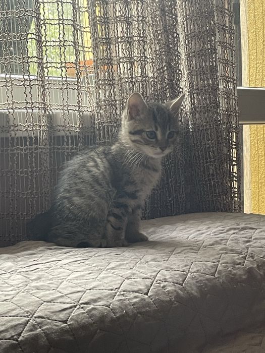 Подарява се малко коте