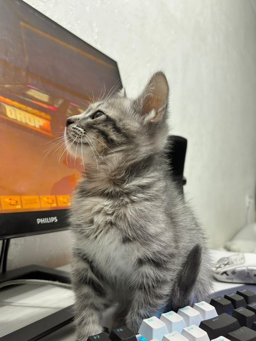 Отдам срочно котика