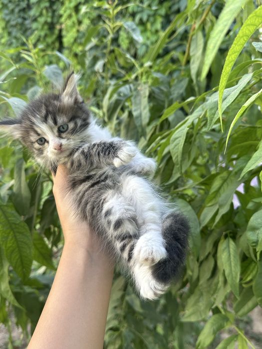 Котенок в дорбые рукии