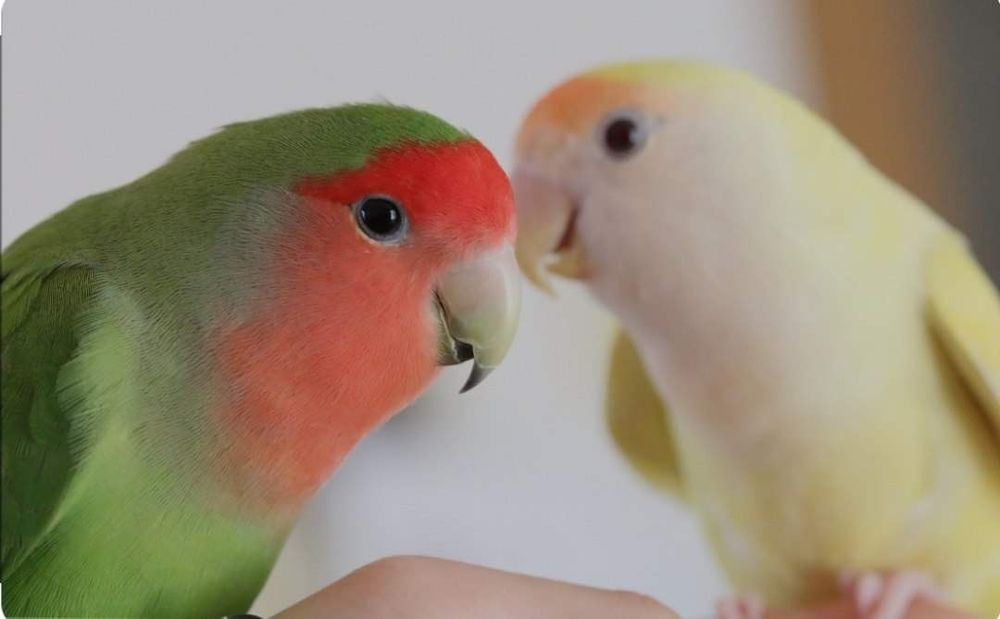 Золотой Сибрайт японский