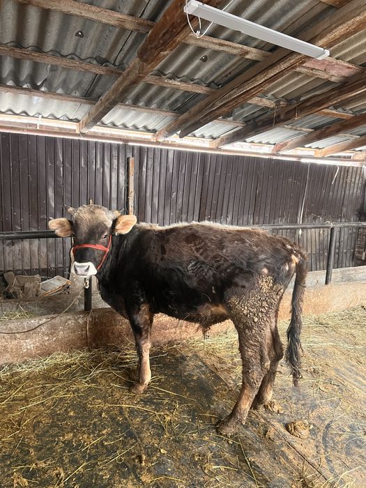 Продам бычка.