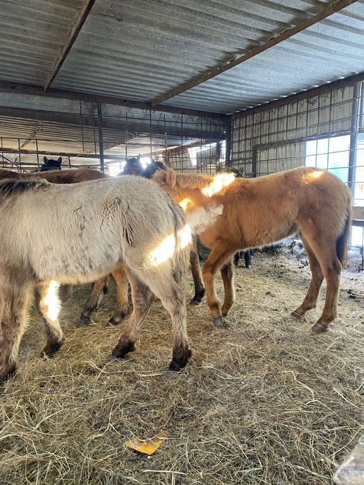 Жабагылар еркек ургашы