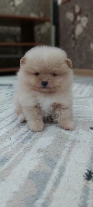 Шпиц кремовый мальчик