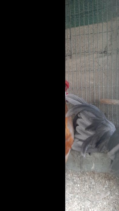 Бентам хуроз сотилади.