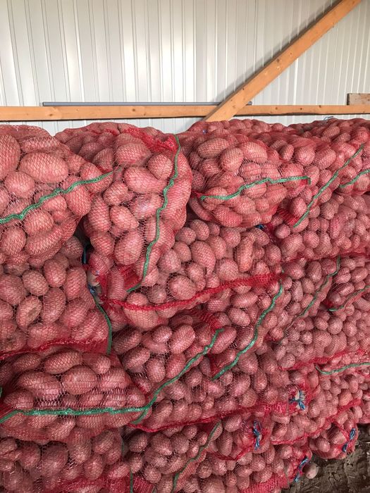 Cartofi consum rosii si albi