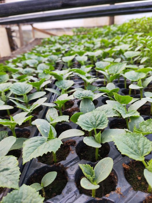 Vânzare Angro Răsaduri de Calitate