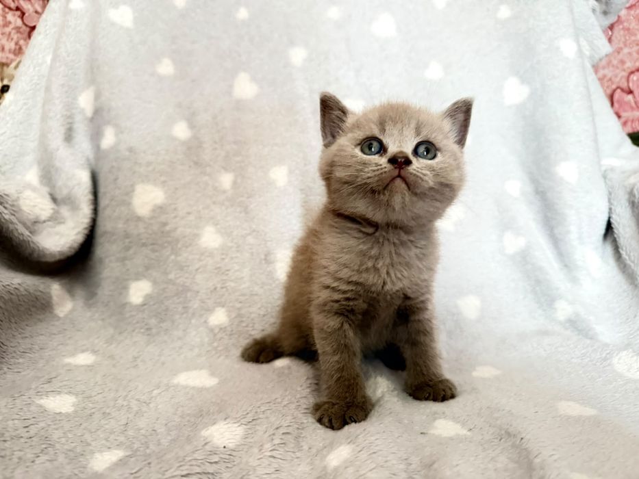 Котята  Кошки  Британские