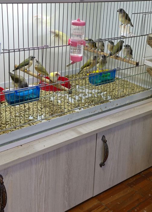 Зудлик билан сотилади  молодойлар ва таёр гульдалар