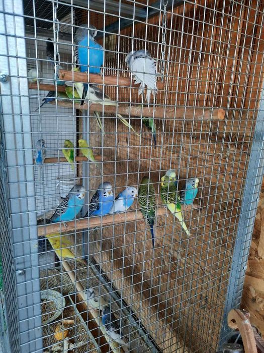 Продавам вълнисти папагали