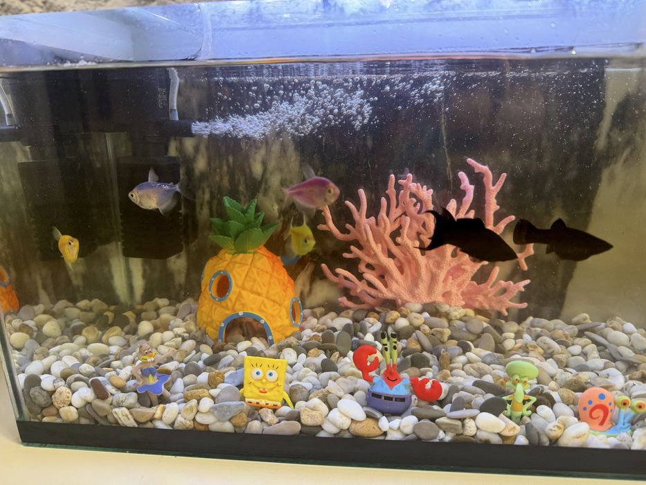Продам аквариум с рыбками