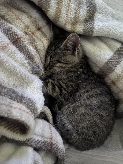 Pisici spre adoptie