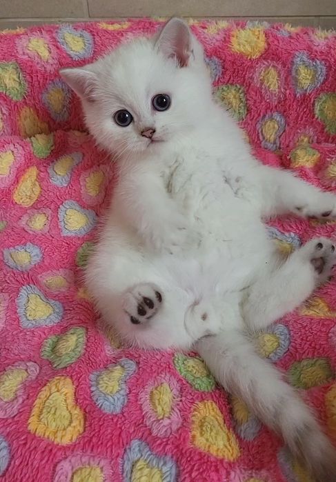 British shorthair & longhair chinchilla