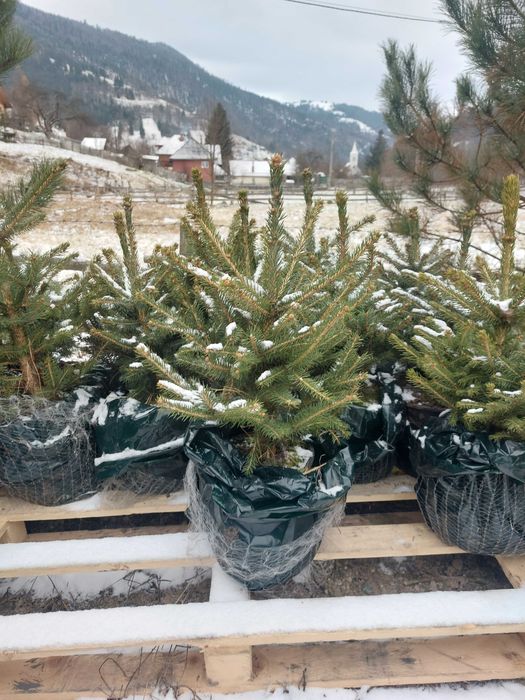 Pachet 50 buc. Mixt- 5 specii brad american la ghiveci 5L- H 60-90cm