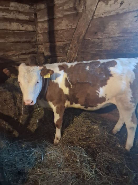 Vând vițea de 6 luni!