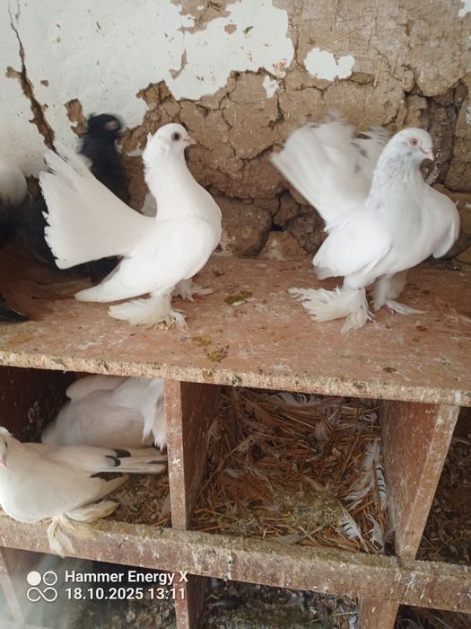 Гълъби Декорация