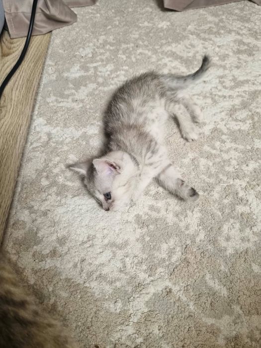 Отдам котят в добрые руки