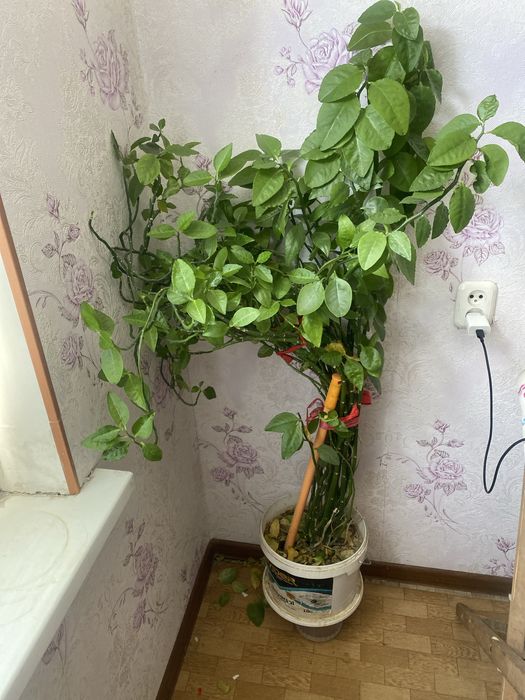 Цветы комнатные разные