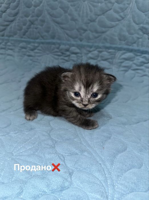 Продаются британские котята срочно!!!