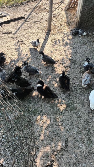 Rate pitica olandeza și gâște