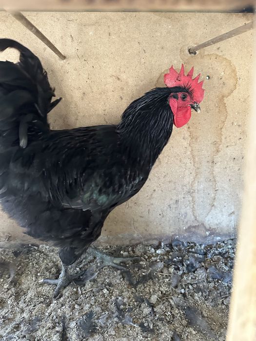 Vand cocosi de australorp