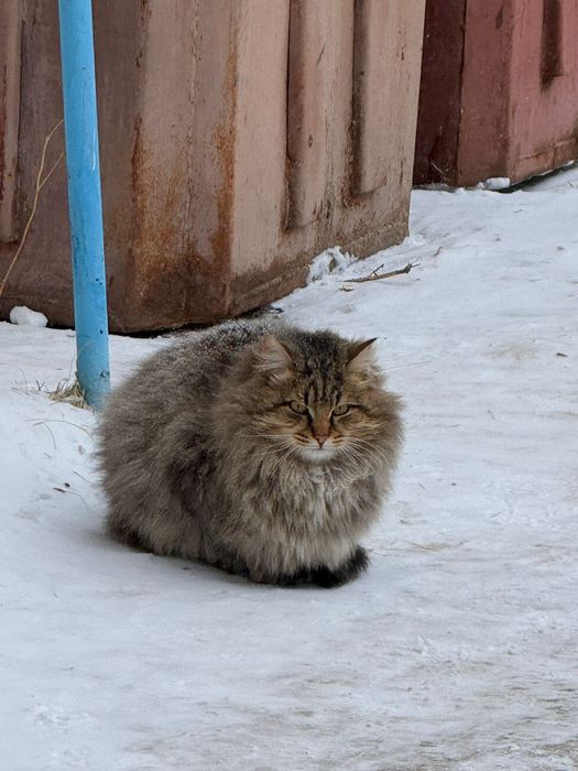 Ищем дом для котика