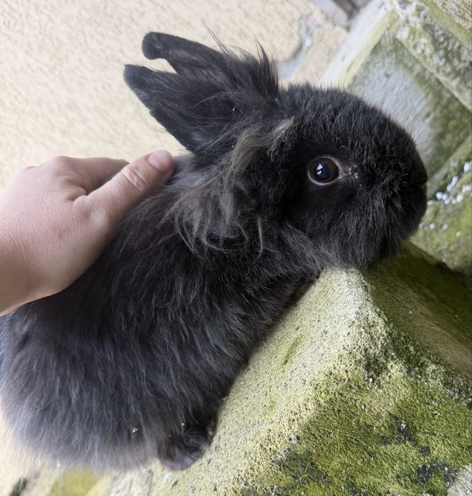 Iepuroaica cap de leu