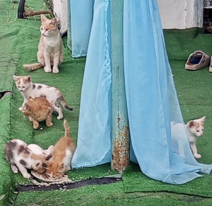 Котята ищут дом. Доставим