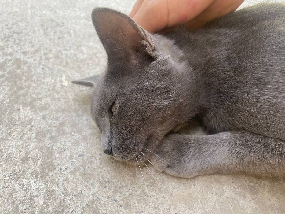 British Shorthair mushuk sotiladi