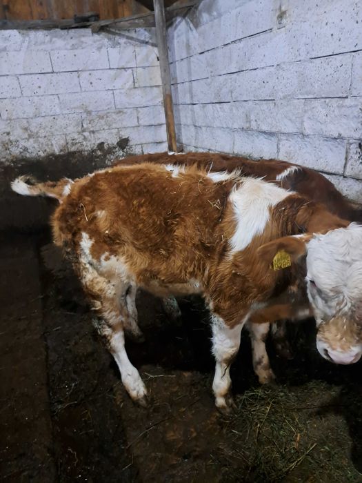 Vând  vitea baltată