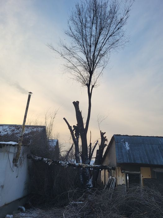 Спил деревьев обрезка плодовых деревьев