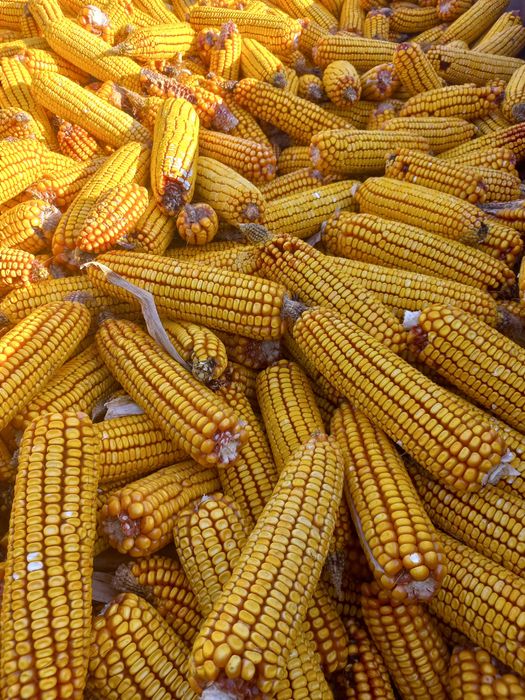 porumb stiulete de vinzare