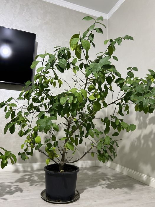 Лимон домашний