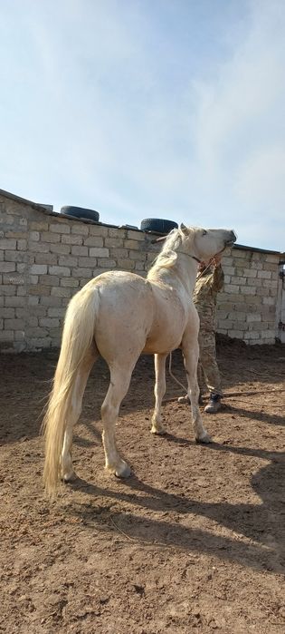 Жылқы сатылады бір үйір.