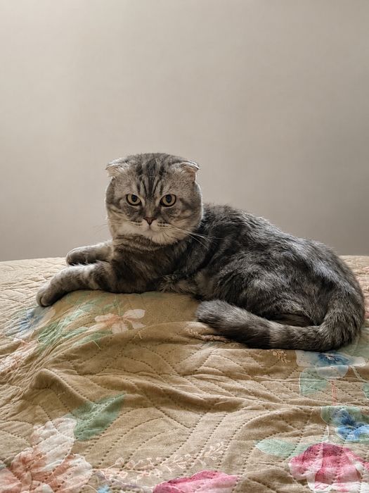 Отдаём кота в хорошие руки