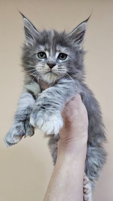 Шикарные Котята Мейн-кун в Рассрочку!