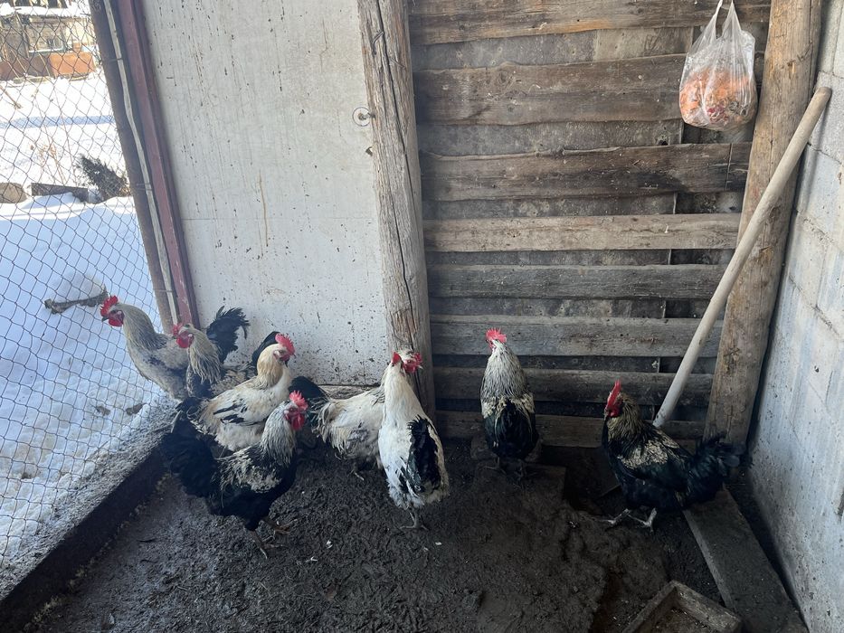 Продам петухов