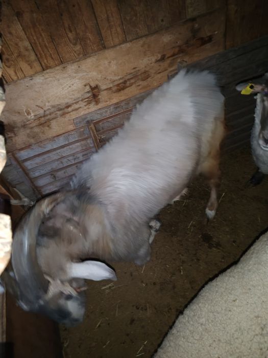 Продам козлов и козу срочно