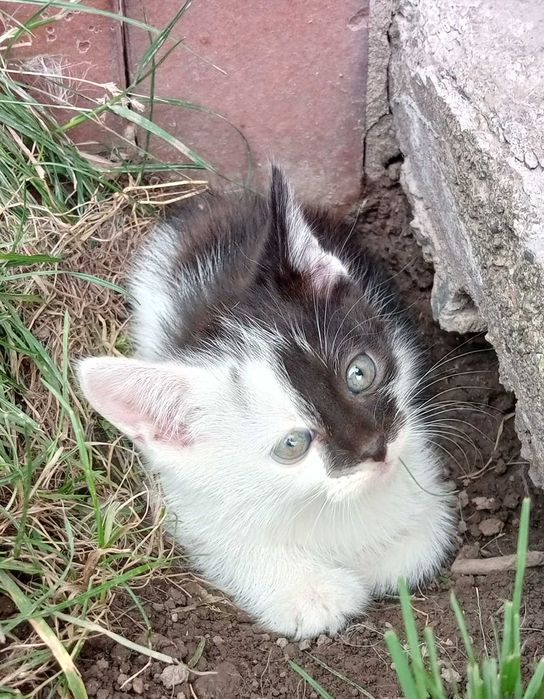 Отдаю очаровательных котят