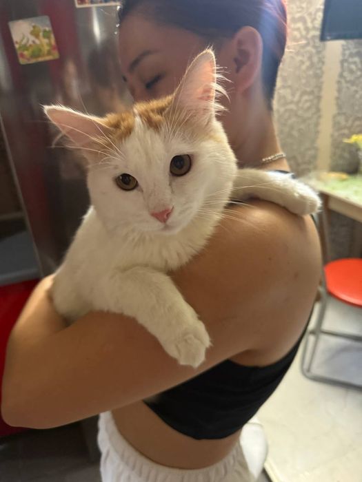 Ищем любящую семью для замечательного котика!