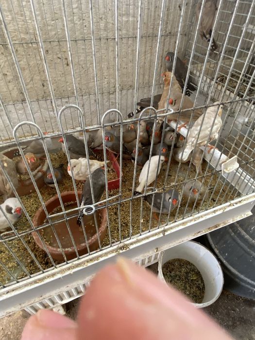 Perusi pui-productie proprie