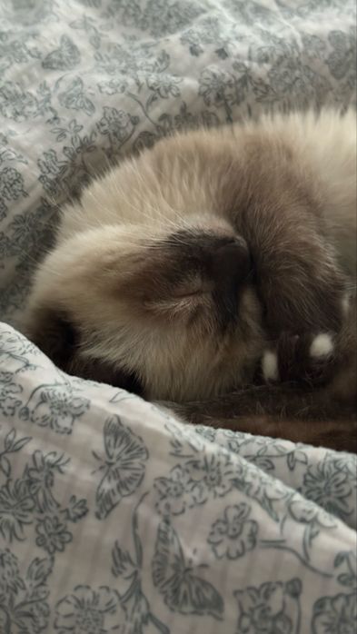 Сиамская кошка в добрые руки