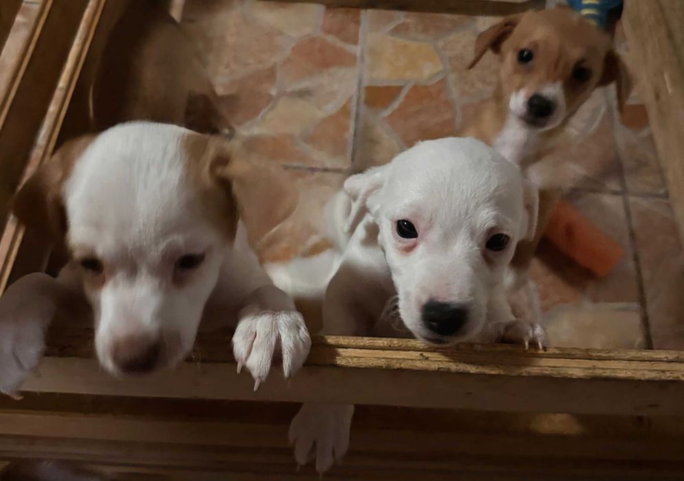 Джак Ръсел Териер