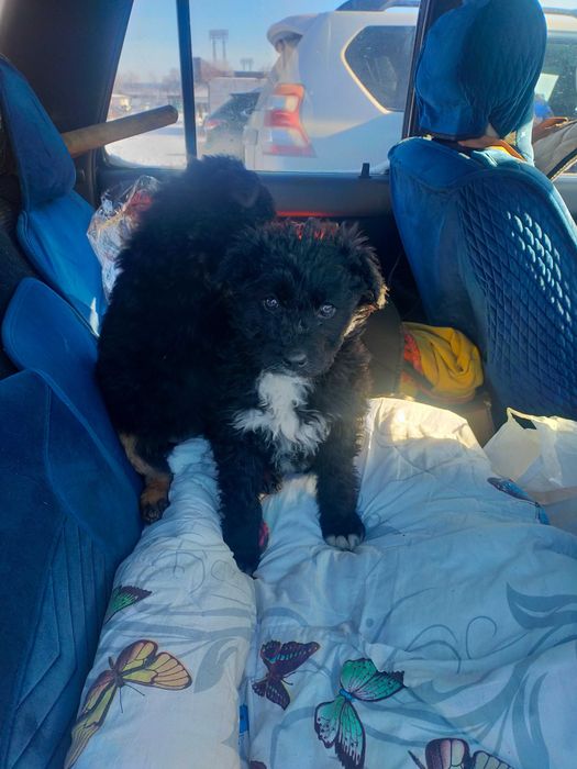 Бесплатно дарим щенков