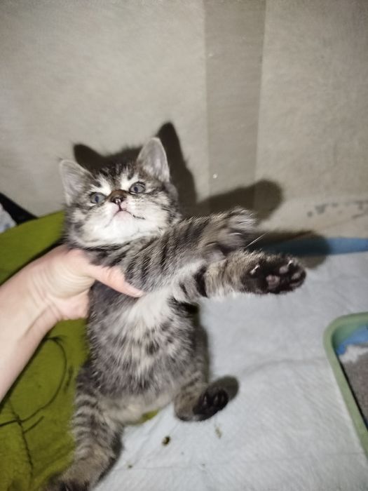 Котенок девочка 1.5 мес отдаю