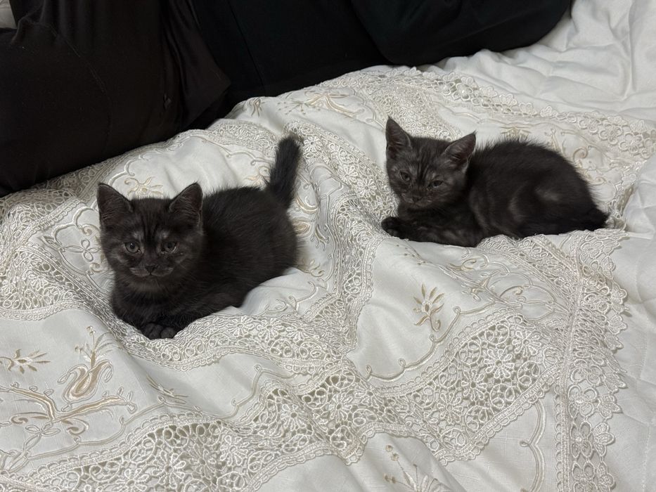 Котята хорошей породы