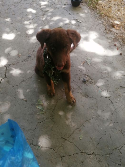 Отдам в добрые руки!