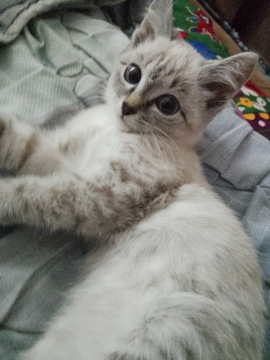 отдам котенка в добрые руки