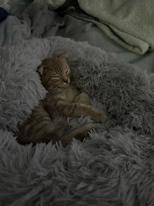 Вислоухий котенок