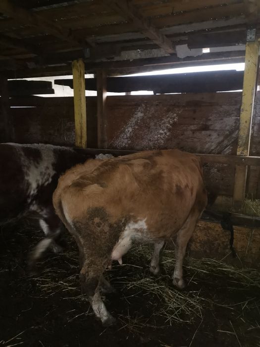 Vand vaca baltata romaneasca montata